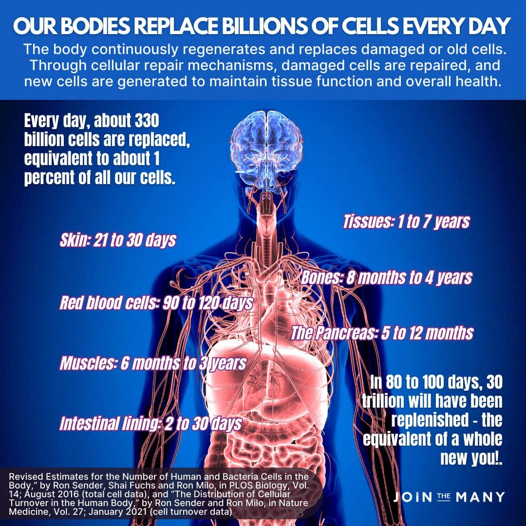 Our Bodies Regenerate New Cells Daily
