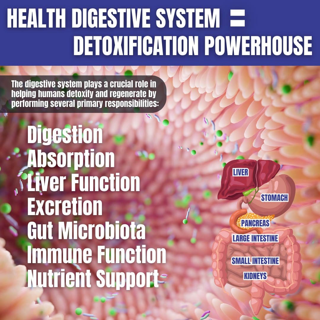 Healthy Gut and Detoxification Capabilities